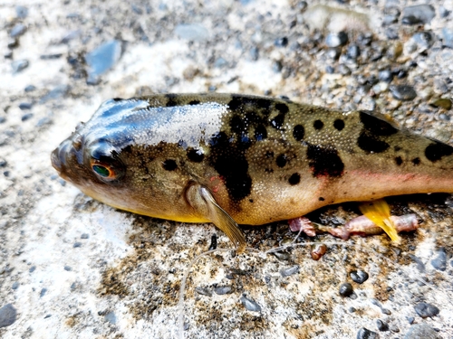 フグの釣果