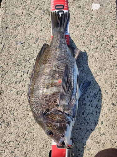 チヌの釣果