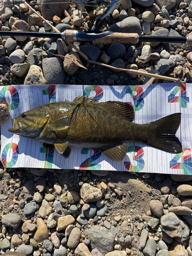 スモールマウスバスの釣果