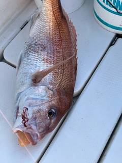 マダイの釣果