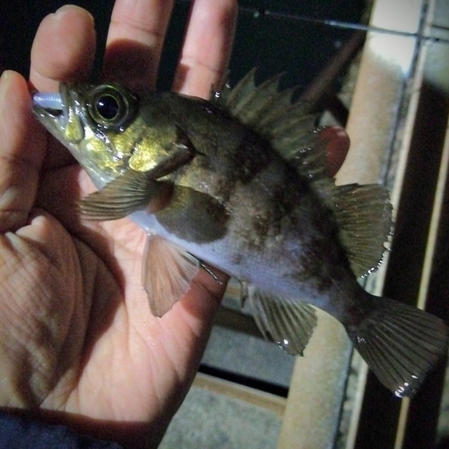 メバルの釣果