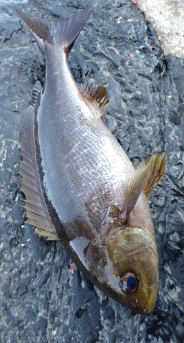 イサキの釣果