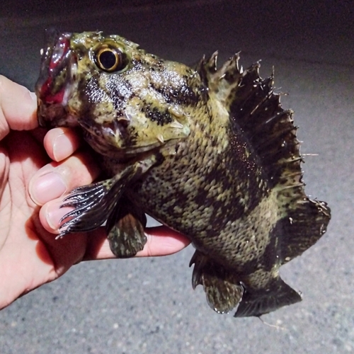 ムラソイの釣果