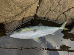 ヤズの釣果