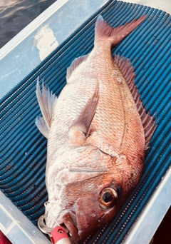 マダイの釣果