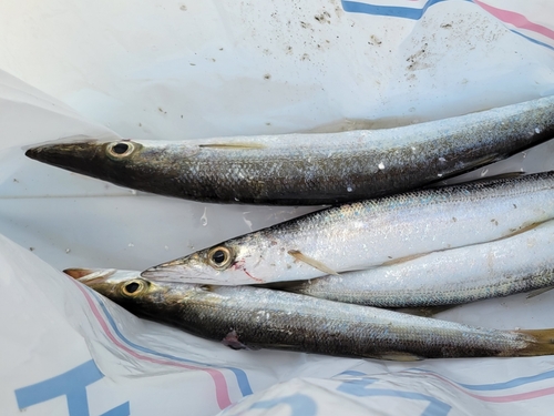 カマスの釣果