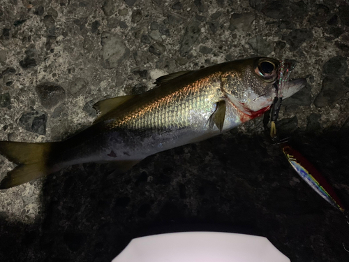 ムツの釣果