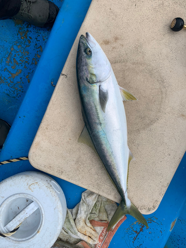 ヤズの釣果