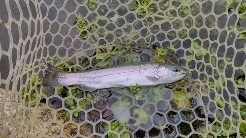 ニジマスの釣果