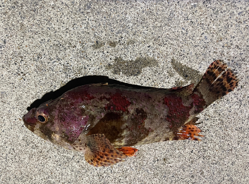 ヨロイメバルの釣果