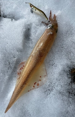 ヤリイカの釣果