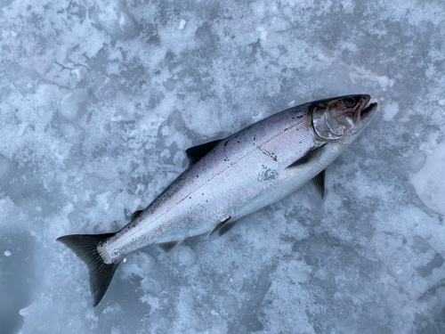 サクラマスの釣果