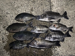 クロダイの釣果