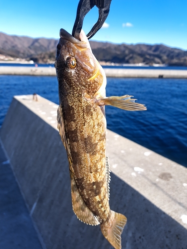 アイナメの釣果