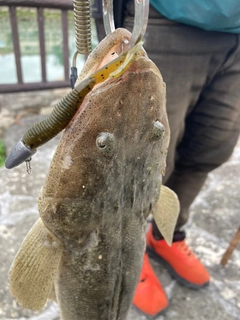 コチの釣果