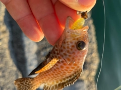 オオモンハタの釣果