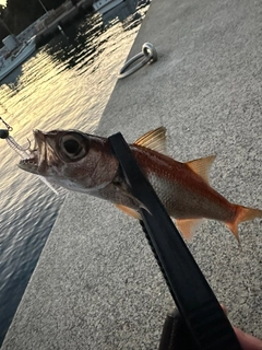 ムツの釣果