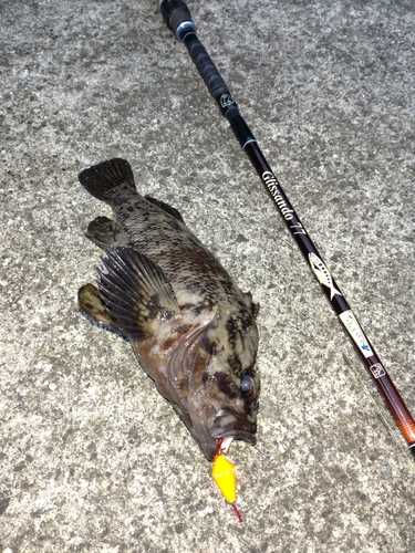 ムラソイの釣果