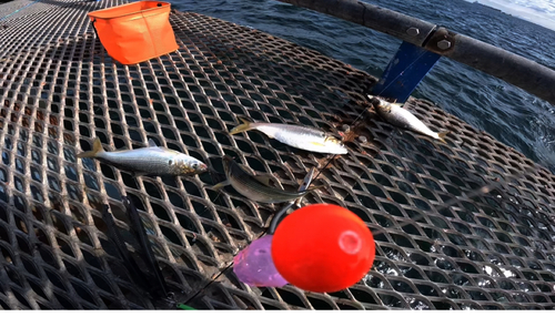 コノシロの釣果