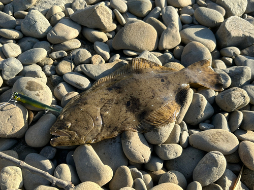 ヒラメの釣果