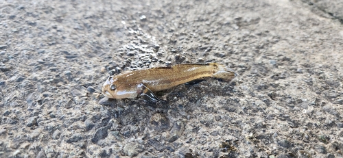 チチブの釣果