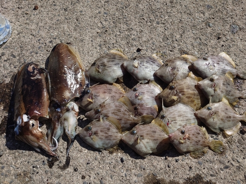 カワハギの釣果