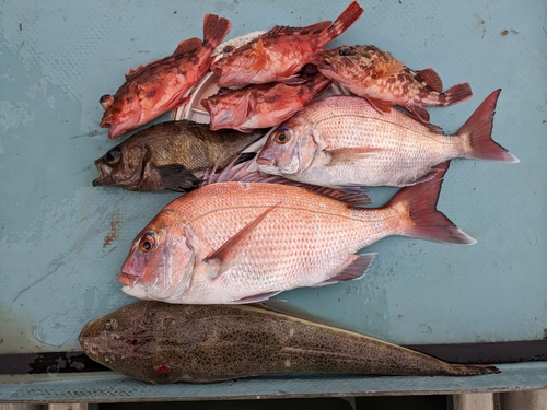 マダイの釣果