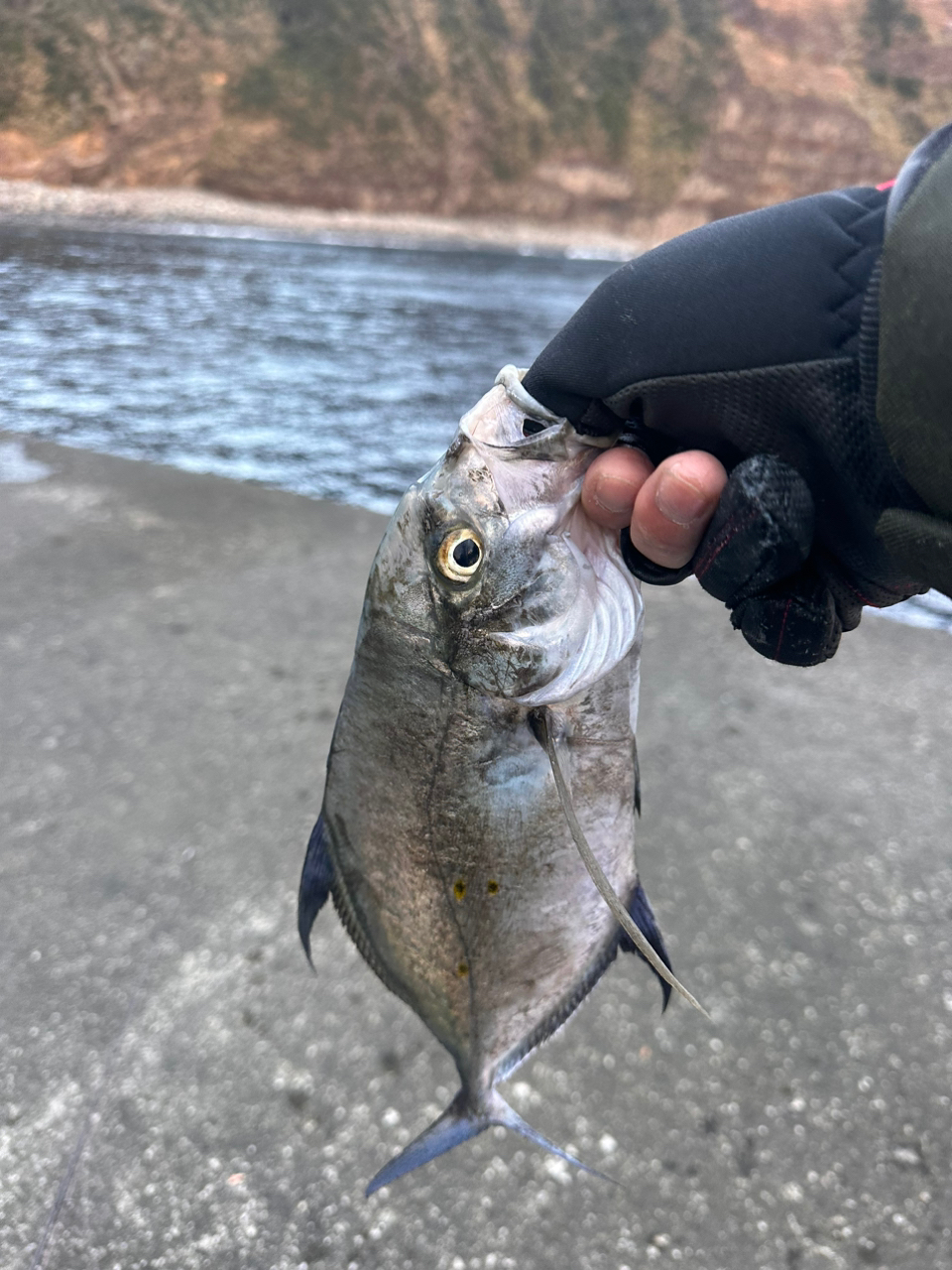 ナンヨウカイワリ