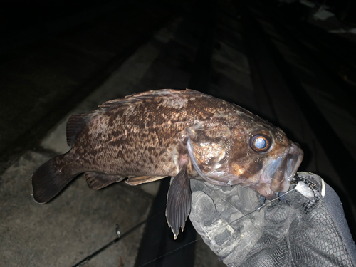 クロソイの釣果