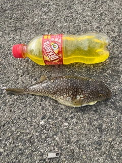 ショウサイフグの釣果