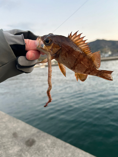 アカメバルの釣果