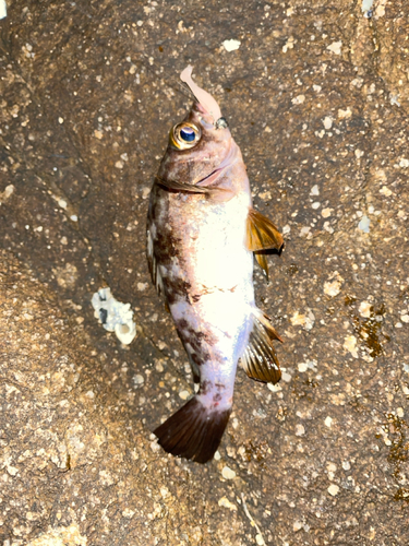 メバルの釣果