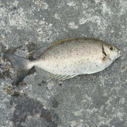 エーグヮーの釣果