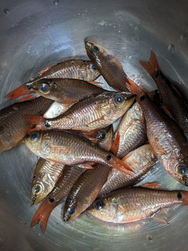 クロホシイシモチの釣果