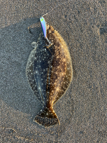 ソゲの釣果