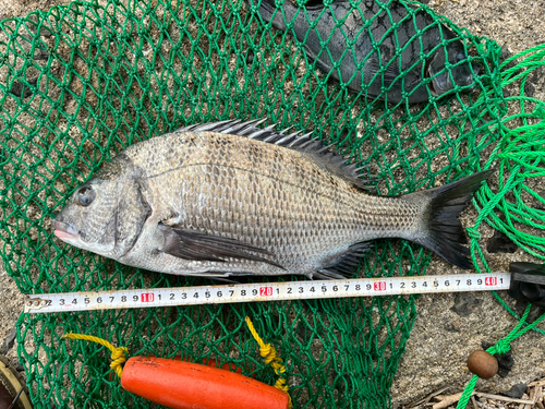 チヌの釣果