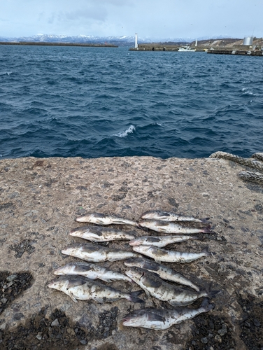 ホッケの釣果