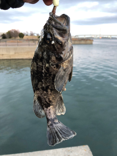 クロソイの釣果