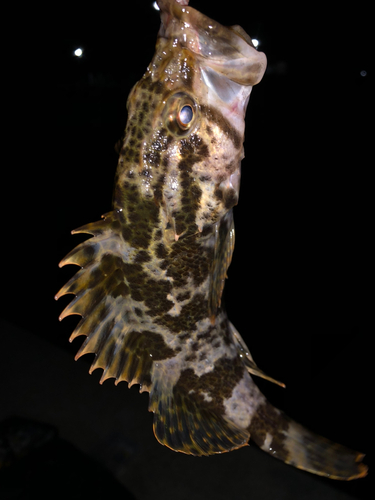 タケノコメバルの釣果