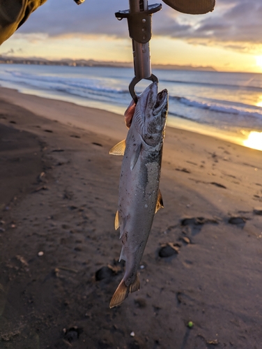 サクラマスの釣果