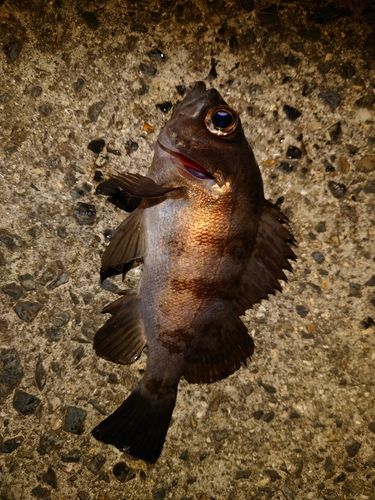 シロメバルの釣果