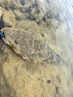 ミナミマゴチの釣果