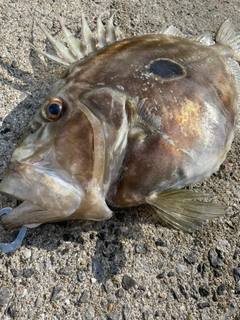 マトウダイの釣果