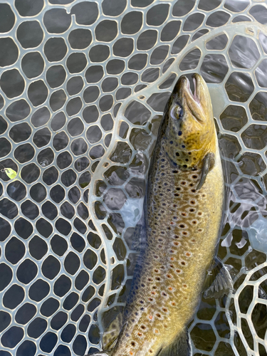 ブラウントラウトの釣果