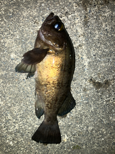 メバルの釣果