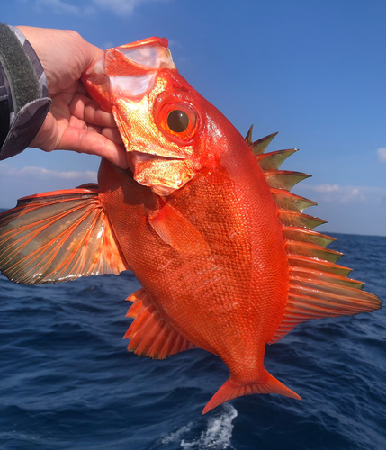 ヒラマサの釣果