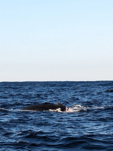 ヒレタカフジクジラの釣果