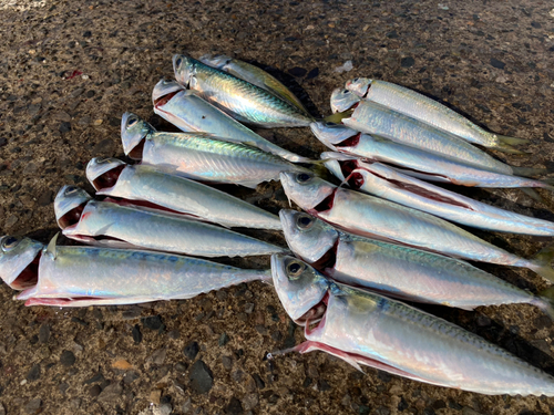 サバの釣果