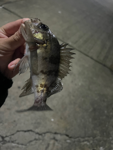 メバルの釣果