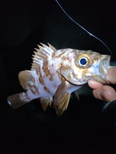 シロメバルの釣果